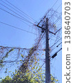 A utility pole entangled with branches 138640703
