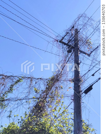 A utility pole entangled with branches A utility pole entangled with branches 138640703