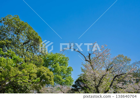 Fresh greenery shining against the blue sky Fresh greenery shining against the blue sky 138640704