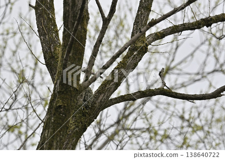 Long-tailed tit building a nest (wild bird) Long-tailed tit building a nest (wild bird) 138640722