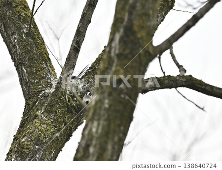 Long-tailed tit building a nest (wild bird) 138640724
