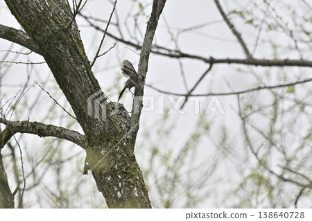 Long-tailed tit building a nest (wild bird) 138640728