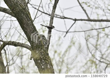 Long-tailed tit building a nest (wild bird) 138640729