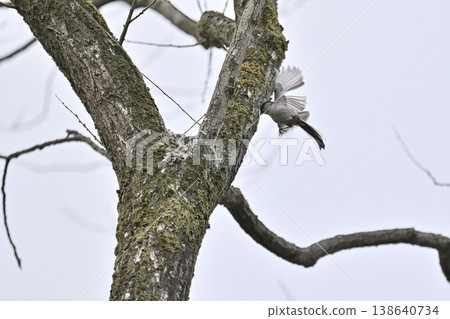 Long-tailed tit building a nest (wild bird) 138640734