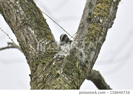 Long-tailed tit building a nest (wild bird) Long-tailed tit building a nest (wild bird) 138640738
