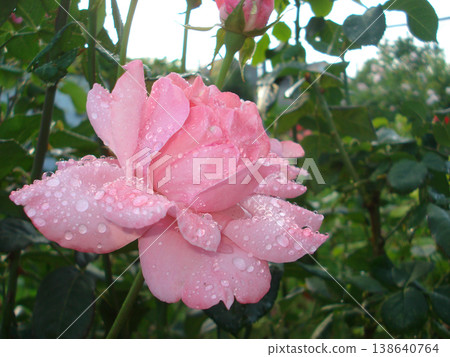 David Austin pink rose bud in the garden. Flower petals bush flowerbed in drops after rain David Austin pink rose bud in the garden. Flower petals bush flowerbed in drops after rain 138640764