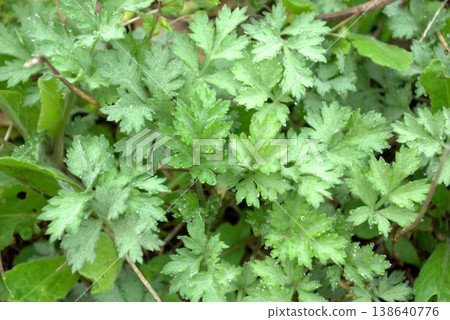 Fresh green mugwort leaves Fresh green mugwort leaves 138640776