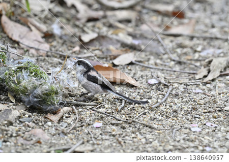 長尾山雀正在收集築巢材料。長尾山雀築巢材料，築巢。 138640957