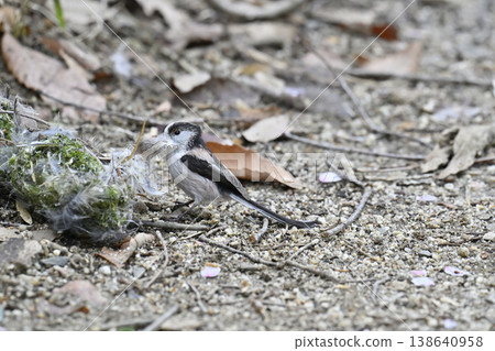 Long-tailed tit gathering nesting materials. Long-tailed tit nesting materials, nest building. 138640958