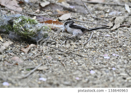 Long-tailed tit gathering nesting materials. Long-tailed tit nesting materials, nest building. 138640963