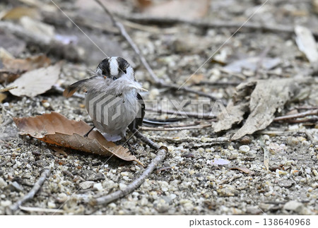 Long-tailed tit gathering nesting materials. Long-tailed tit nesting materials, nest building. Long-tailed tit gathering nesting materials. Long-tailed tit nesting materials, nest building. 138640968