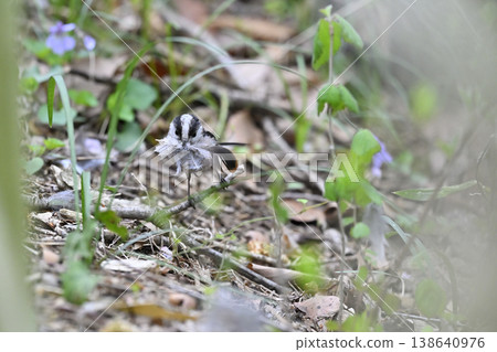 Long-tailed tit gathering nesting materials. Long-tailed tit nesting materials, nest building. Long-tailed tit gathering nesting materials. Long-tailed tit nesting materials, nest building. 138640976