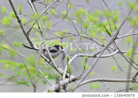 長尾山雀正在收集築巢材料。長尾山雀築巢材料，築巢。 138640979