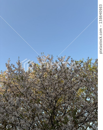 Cherry blossoms with leaves and a wide sky Cherry blossoms with leaves and a wide sky 138640983