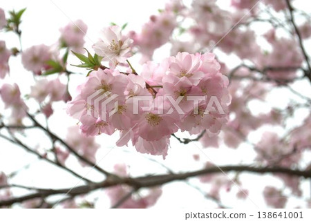 Cherry blossoms in full bloom shining in the spring sunshine 138641001
