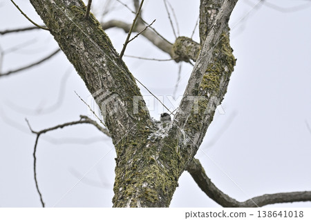 Long-tailed tit building a nest (wild bird) 138641018