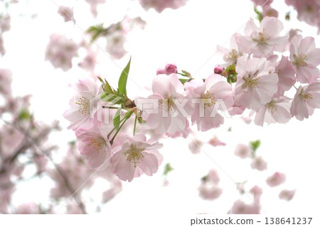 盛開的櫻花在春天的陽光下熠熠生輝 138641237