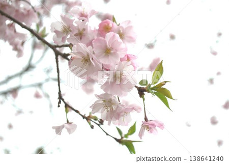 Cherry blossoms in full bloom shining in the spring sunshine Cherry blossoms in full bloom shining in the spring sunshine 138641240