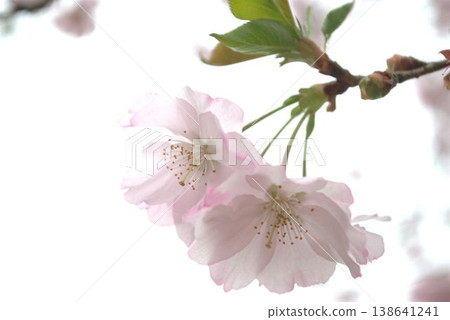 Cherry blossoms in full bloom shining in the spring sunshine 138641241