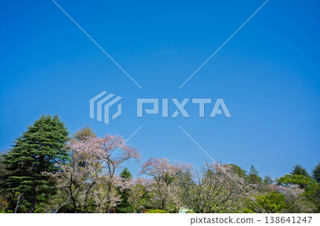 盛開的櫻花在藍天中閃耀 盛開的櫻花在藍天中閃耀 138641247