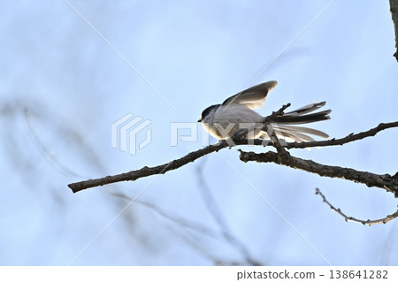 Enaga bird Enaga bird 138641282
