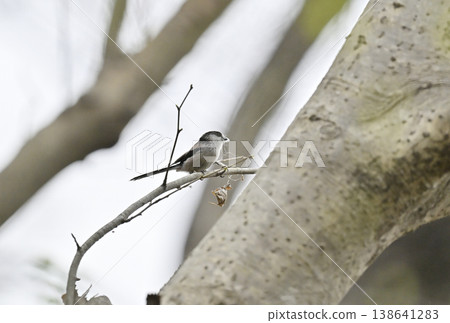 Enaga bird 138641283
