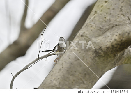 Enaga bird Enaga bird 138641284