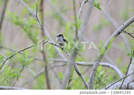 Enaga bird Enaga bird 138641285
