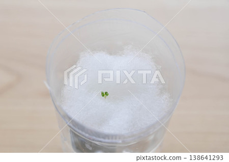 Basil grown hydroponically in a plastic bottle Basil grown hydroponically in a plastic bottle 138641293