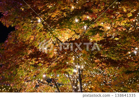 天空花園的秋葉在夜晚燈光的襯托下閃閃發光 天空花園的秋葉在夜晚燈光的襯托下閃閃發光 138641335