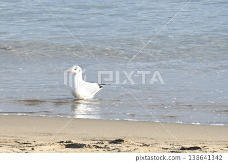 Seagulls playing at the beach Seagulls playing at the beach 138641342