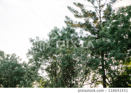 Latex Rubber Trees with Clear Sky Background in Rural Landscape Latex Rubber Trees with Clear Sky Background in Rural Landscape 138641431