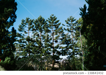 Rubber Tree with Clear Blue Sky in Tropical Environment 138641432