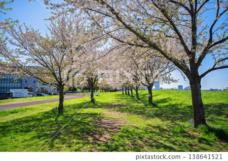 山頂公園景色,櫻花盛開。 山頂公園景色,櫻花盛開。 138641521
