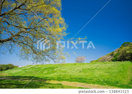 A view of a hill covered in cherry blossoms in full bloom under a clear spring sky. A view of a hill covered in cherry blossoms in full bloom under a clear spring sky. 138641523