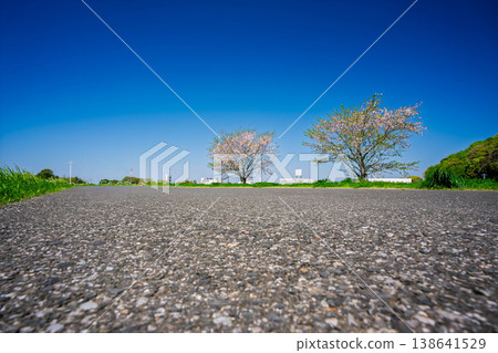 Two cherry trees and their petals blooming on the Edogawa River embankment in Kōnodai. Two cherry trees and their petals blooming on the Edogawa River embankment in Kōnodai. 138641529