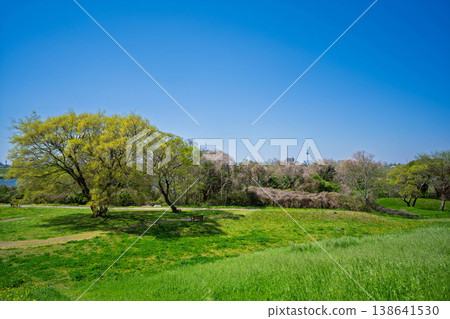Young leaves in a spring park Young leaves in a spring park 138641530