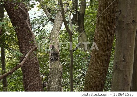 Monkeys climbing trees on Mount Tado Monkeys climbing trees on Mount Tado 138641553