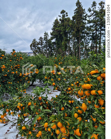 This is a tangerine farm in Jeju Island. 138641604