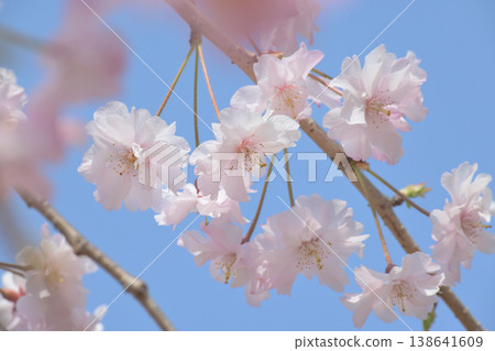 Learning Forest: Cherry blossoms shining against the blue sky Learning Forest: Cherry blossoms shining against the blue sky 138641609