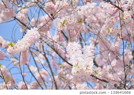 Cherry blossoms in full bloom against the blue sky 138641666