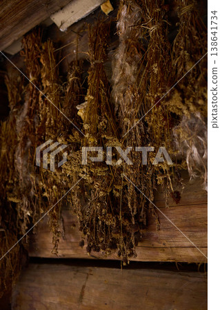 Dried herbs are hung on wooden beams in an old space for preservation during a late afternoon 138641734