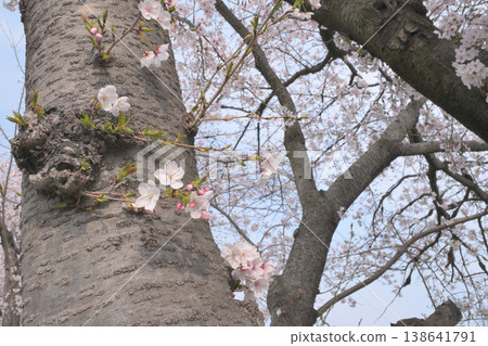 櫻花樹上盛開的花朵 櫻花樹上盛開的花朵 138641791