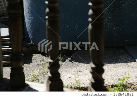 A small lizard on a concrete surface. 138641981