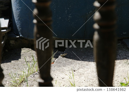 A small lizard on a concrete surface. 138641982