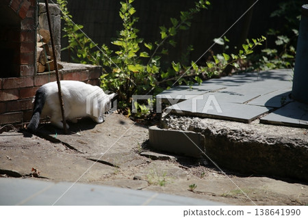 Bicolour van cat hunting in the yard. Bicolour van cat hunting in the yard. 138641990
