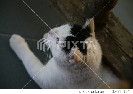 The van cat is black and white. The van cat is black and white. 138641995