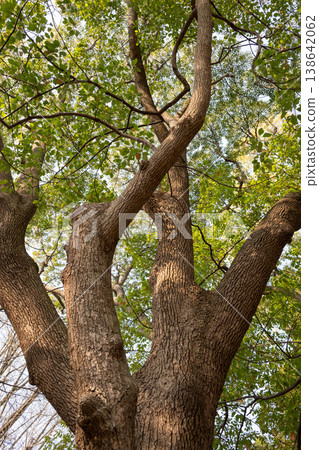 Looking up, I saw a large tree and its shade. Looking up, I saw a large tree and its shade. 138642062
