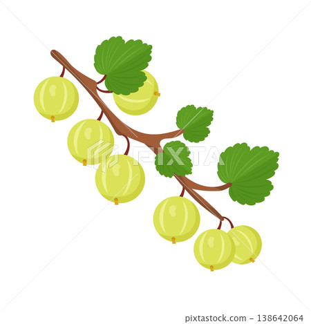 Green gooseberry fruit set with branch, leaves, whole berries and half slice, fresh garden berry botanical clipart, flat cartoon vector illustration isolated on white background 138642064