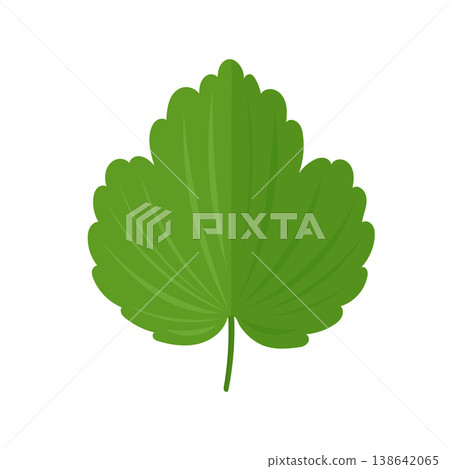 Green gooseberry leaf isolated on white background, botanical garden foliage element, detailed ribbed leaf of gooseberry plant, flat cartoon vector clipart illustration Green gooseberry leaf isolated on white background, botanical garden foliage element, detailed ribbed leaf of gooseberry plant, flat cartoon vector clipart illustration 138642065
